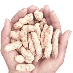 Monkey nuts for birds are an excellent feed option all year round, for both wild and domesticated birds.