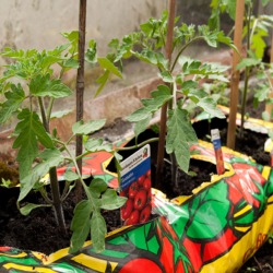 Levington Gro Bag 27Ltr